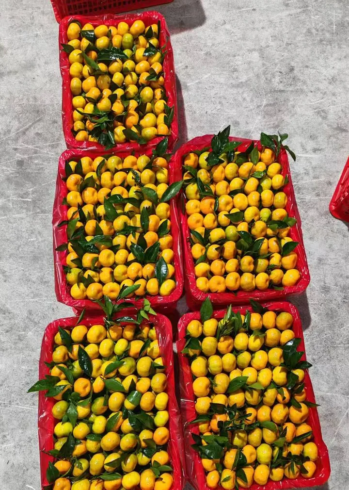 柑橘装筐