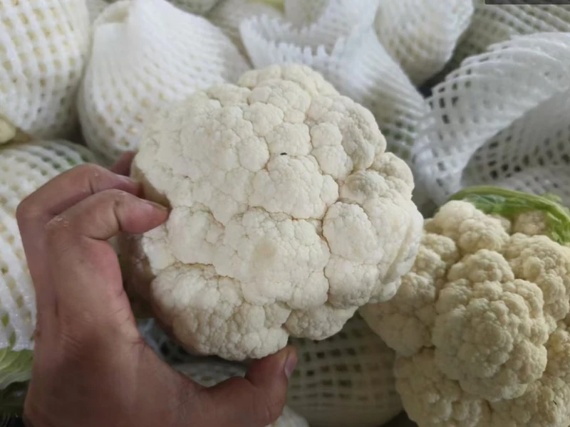 白菜花