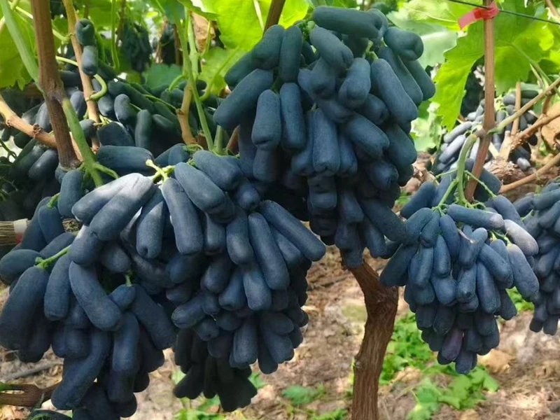 蓝宝石葡萄